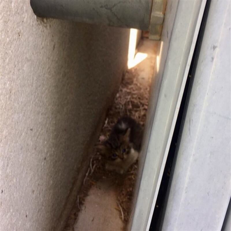 Котенок спрятался. Источник фото: http://aromatgizni.ru/животные/крошечный-котенок-боялся-показаться/