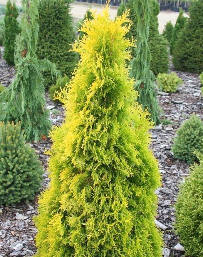 Как ухаживать за туей после посадки
Одно- и двулетние хвойники могут высаживаться в весенний или осенний период. Саженцам нужно создать все условия, чтобы они успешно укоренились на новом месте и пошли в рост.

Их придется регулярно поливать, проводить обработку почвы и вносить удобрения.
Подкормка
На первом году жизни туя может обходиться без подкормок. Она будет поглощать питательные вещества из грунта, который удобрялся заранее. Все, что нужно сделать на первых порах, – это внести стимулятор роста.


С наилучшей стороны себя проявляет такое средство, как «Эпин». Хорошие результаты также дает раствор «Циркона». Эти составы обеспечивают защиту саженцев от нашествия насекомых-вредителей, заболеваний и активизируют процесс поглощения полезных веществ из грунта.
Полив
Особое внимание следует уделять поливу. Туя считается влаголюбивым растением, но она не терпит застоя воды. Именно поэтому ее нужно высаживать на участках с минимальным залеганием грунтовых вод. Полив проводят редко, но вносят достаточное количество воды.

Если хвойник будет испытывать дефицит влаги, его верхняя часть будет желтеть и увядать. Регулярные поливы позволят не допустить такого явления.
Наибольшую потребность во влаге растения испытывают в первый месяц после посадки.

При нормальных погодных условиях полив осуществляют раз в 6-7 дней, в засуху – 2 раза. На каждое растение понадобится 20-30 л воды. Если лето выдалось дождливым, хвойникам будет достаточно природных осадков.
Полив туи проводят методом дождевания. Это позволяет сделать аромат хвои более выраженным, очистить веточки от пыли и придать хвоинкам насыщенный и яркий цвет.

Идеальное время для полива – раннее утро или вечер.
Рыхление и мульчирование
Приствольный круг нужно регулярно очищать от сорняков. Рыхление почвы позволит устранить нежелательные посадки и будет способствовать насыщению почвы кислородом. Чтобы земля удерживала влагу, необходимо уложить на нее слой мульчи (древесные опилки, компост).

Мульчирование почвы будет препятствовать росту сорной травы, после перепревания насытит ее питательными веществами. Мульча обеспечивает защиту корней от солнца, растение обретает более насыщенный зеленый цвет и не желтеет.
Обрезка
В течение двух первых лет после посадки туя осваивается на новом месте. В этот период стричь деревце не рекомендуют, нужно подождать, чтобы оно выросло и набрало зеленую массу. В дальнейшем санитарную и формирующую обрезку проводят каждую весну.



Способ формирующей стрижки зависит от того, какая разновидность туи растет на участке. Деревцу можно придать любую форму, именно этим и объясняются его декоративные качества.

Уход в осеннюю пору
Уход за туей осенью отличается от того, что показан в весеннюю и летнюю пору. В конце лета растение перестают удобрять. Это позволит остановить его рост и подготовить к спячке. В эту пору туе показан обильный полив и рыхление. В качестве мульчи используют опилки, торф или древесную кору.

Основная задача осеннего ухода – защита растений от зимних погодных условий. Многие виды хвойников не в состоянии успешно пережить зимовку, поэтому необходимо провести комплекс мероприятий, которые помогут подготовить растение к низким температурам.

Туя – красивое декоративное деревце, которому необходим правильный уход. Если не отклоняться от рекомендаций, оно станет настоящим украшением сада.