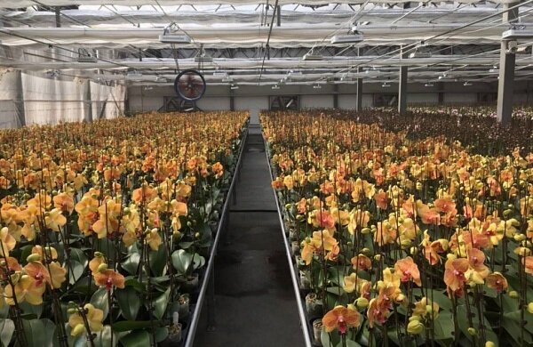 Производство орхидей