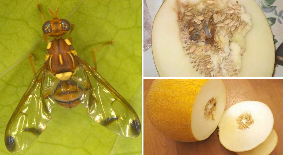 Фото из интернета, но вредитель очень похож, а вот результаты необработанного фрукта