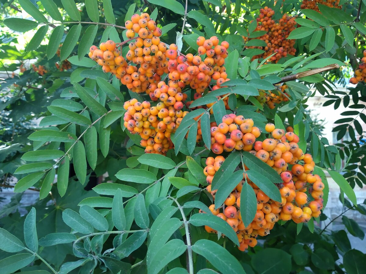 красиво.  август - самое золотое время, яблочное, солнечное, медовое) рябиновое)