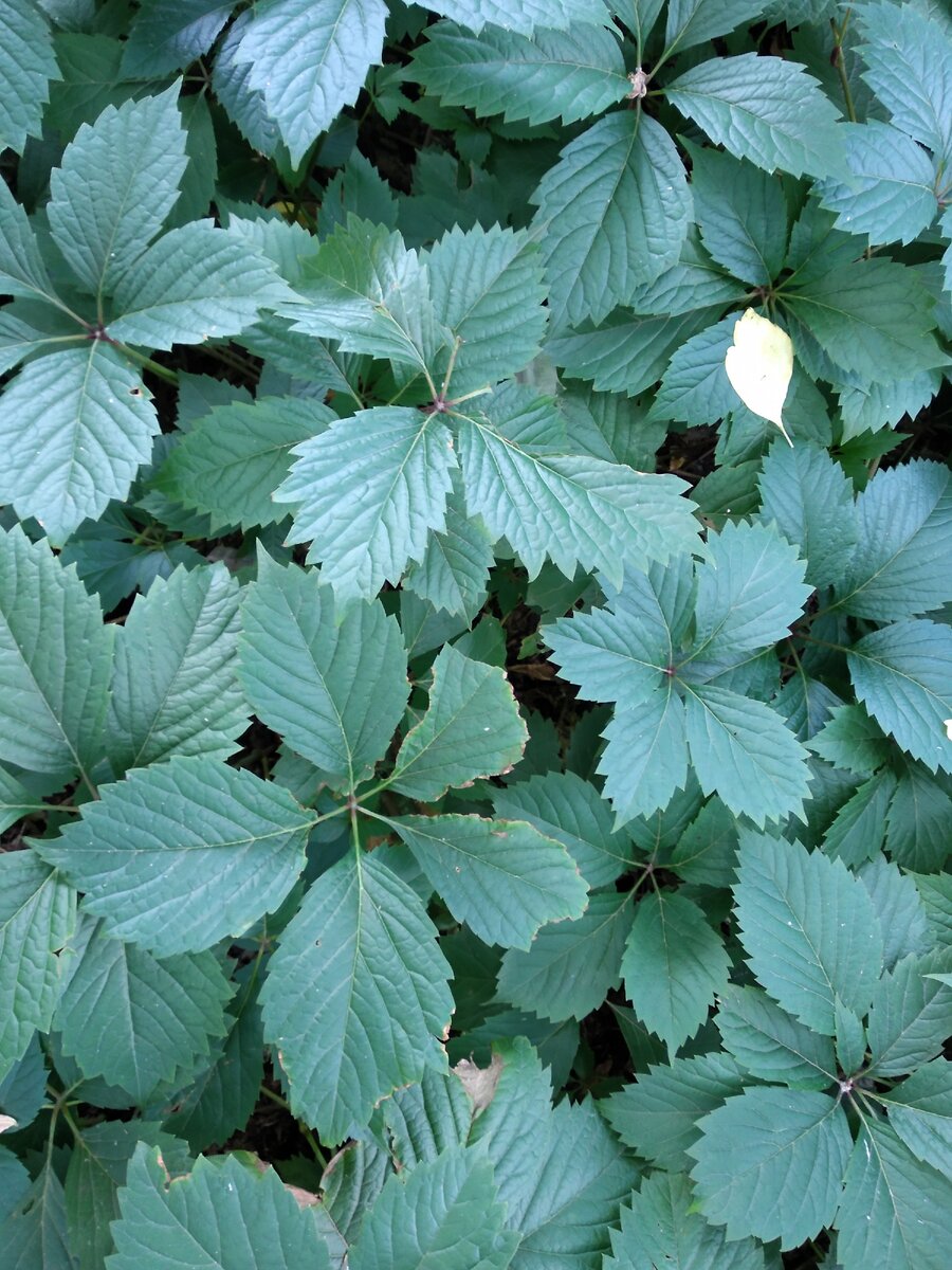 зелёненькая фотка для успокоения))