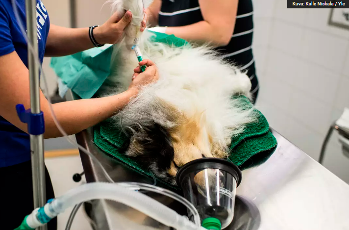 фото с сайта YLE.fi