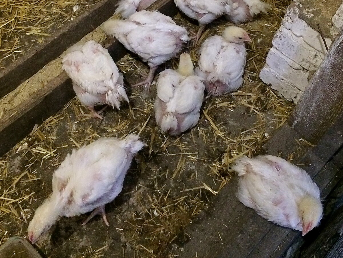 Условия содержания цыплят