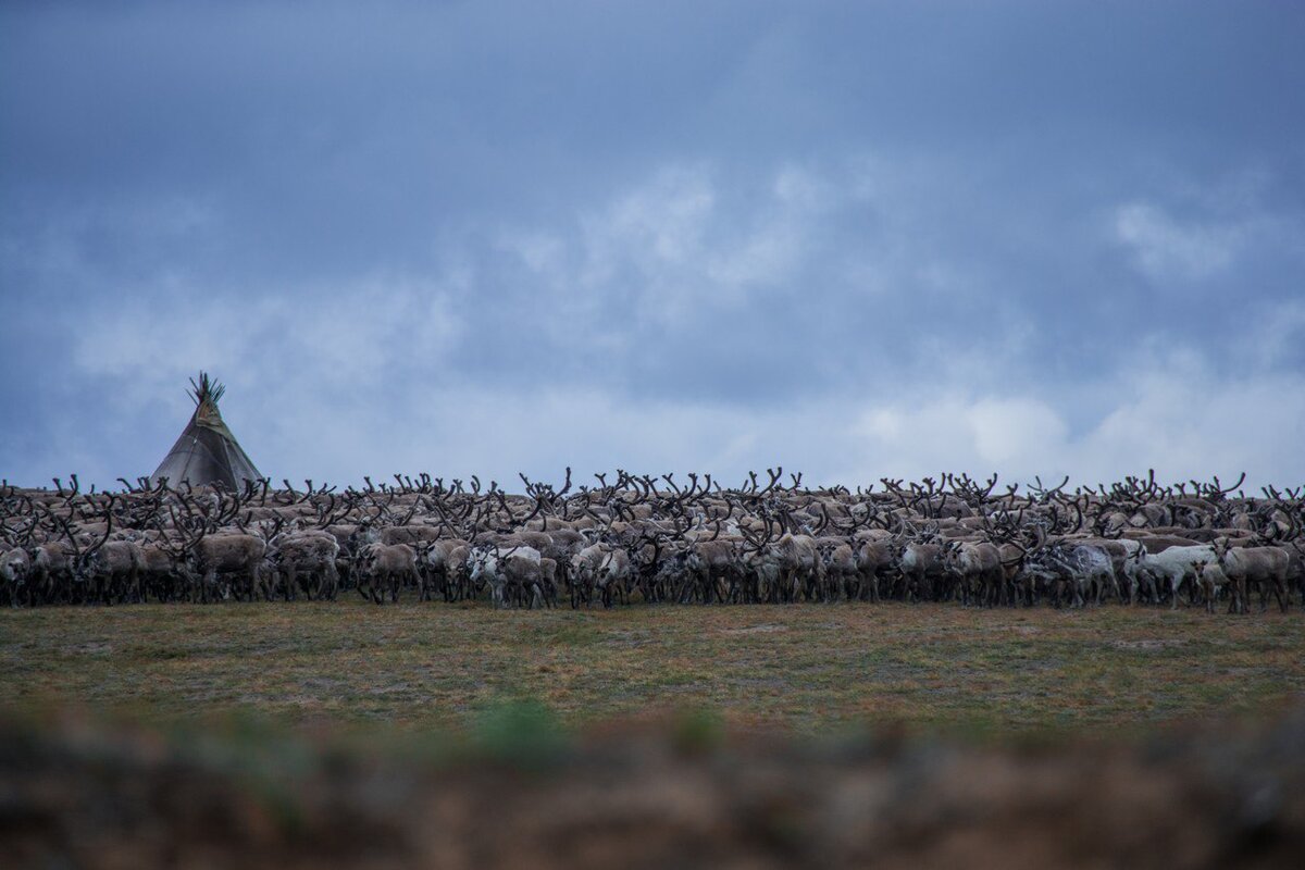 Стадо к стойбищу  - это стоянка с чумами, где живут люди - пригоняют редко.  (Фото Равиля Сафарбекова. )