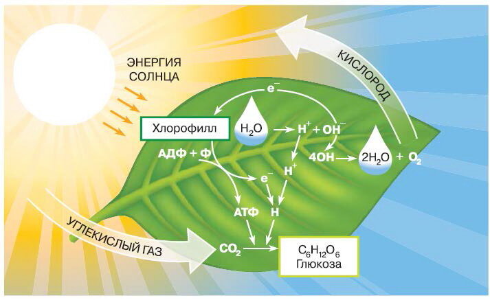 Картинка фотосинтеза у растений