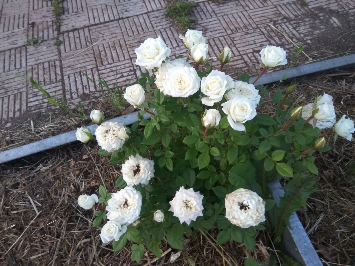 Розы из саженцев леруа мерлен