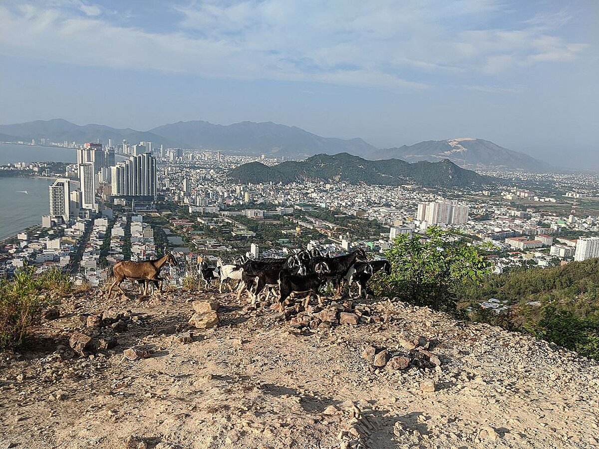 Местные козы на фоне Нячанга