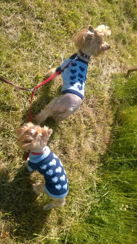 Эти свитерки из комплекта (есть штаны). С их помощью мы с Долькой и Диас собираем "лайки" прохожих. Люди улыбаются, настроение у них улучшается, и нам приятно!