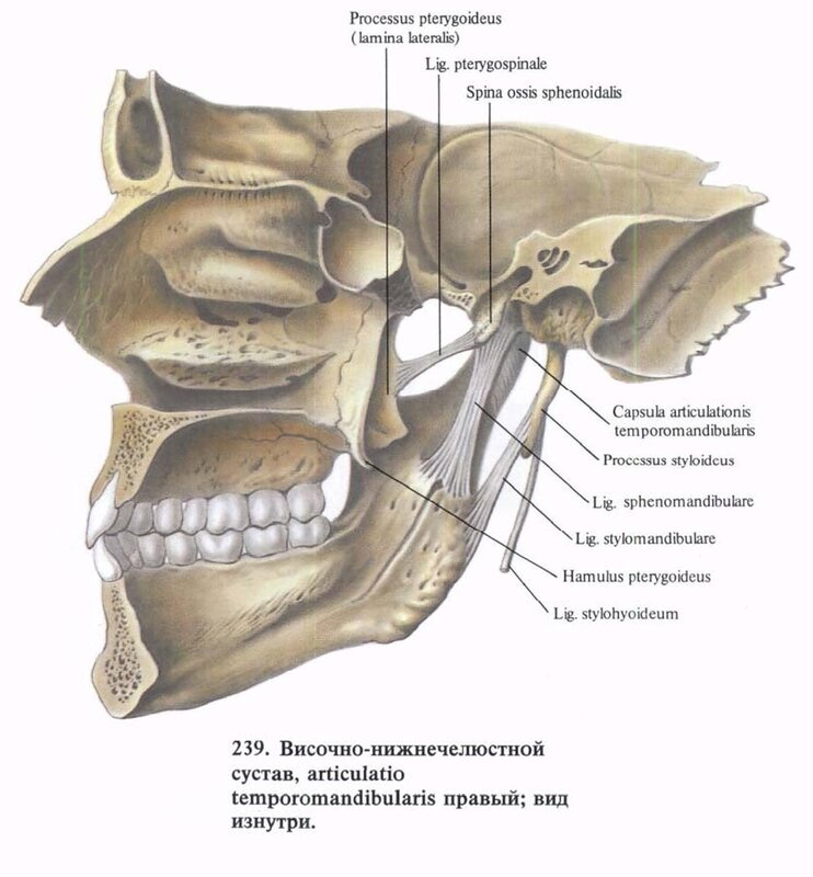 Мыщелки челюсти. Клиновидно нижнечелюстная связка височно нижнечелюстного сустава. Анатомия сустава ВНЧС. Связки ВНЧС анатомия. Связки нижней челюсти анатомия.