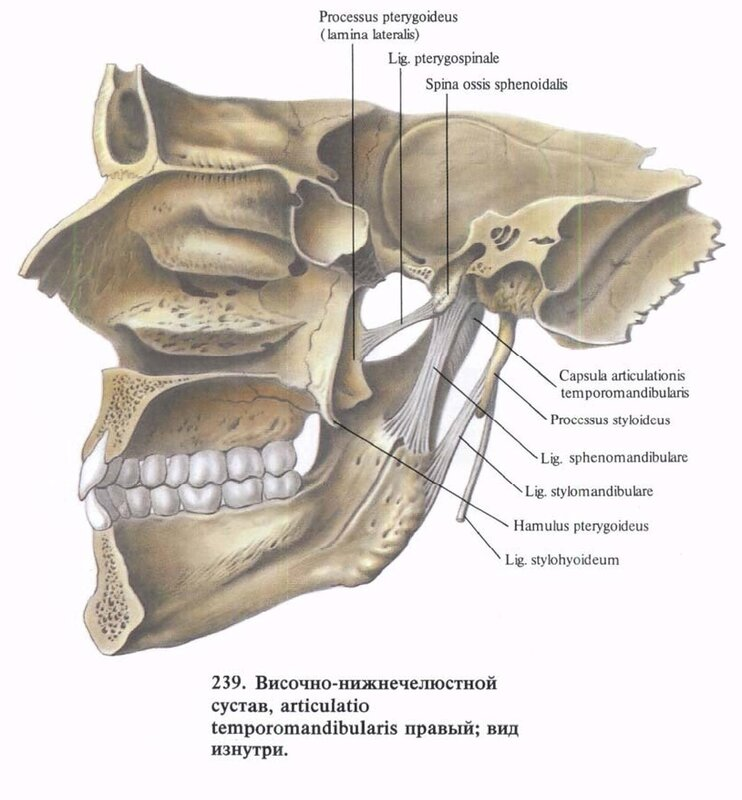 Связки височно нижнечелюстного сустава. Связки ВНЧС анатомия. Височный Нижний челюстной сустав. Латеральная связка височно-нижнечелюстного сустава. Связки нижней челюсти.