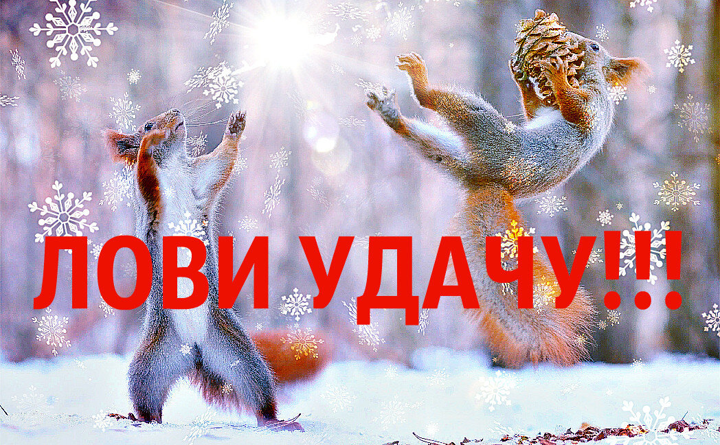 Поймай удачу за хвост картинки