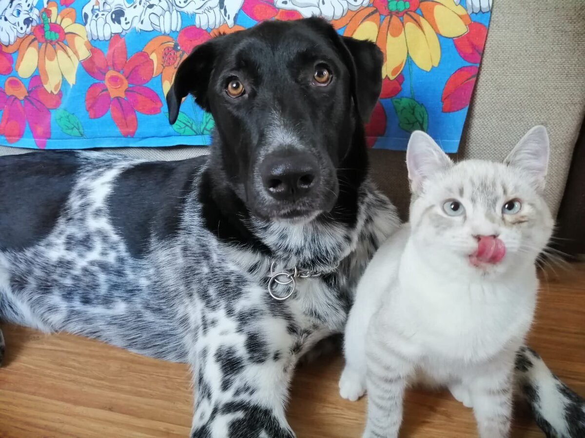 Оптимус и Кося