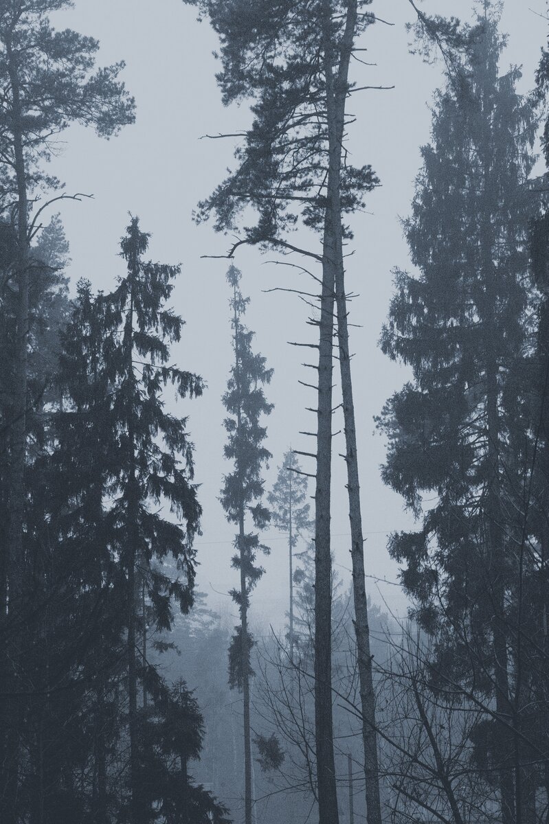 Ели и сосны в тумане, фото автора, 2019 г.