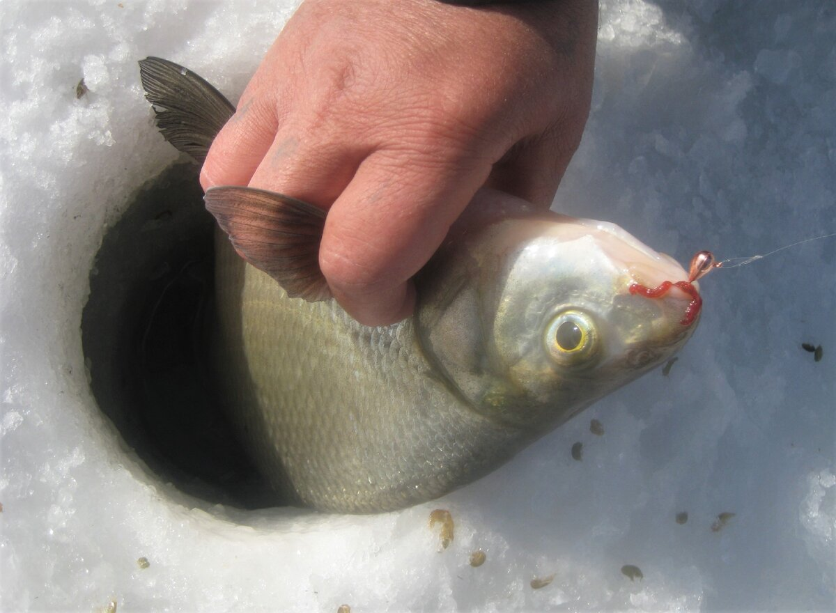 Фото с яндекс.картинок