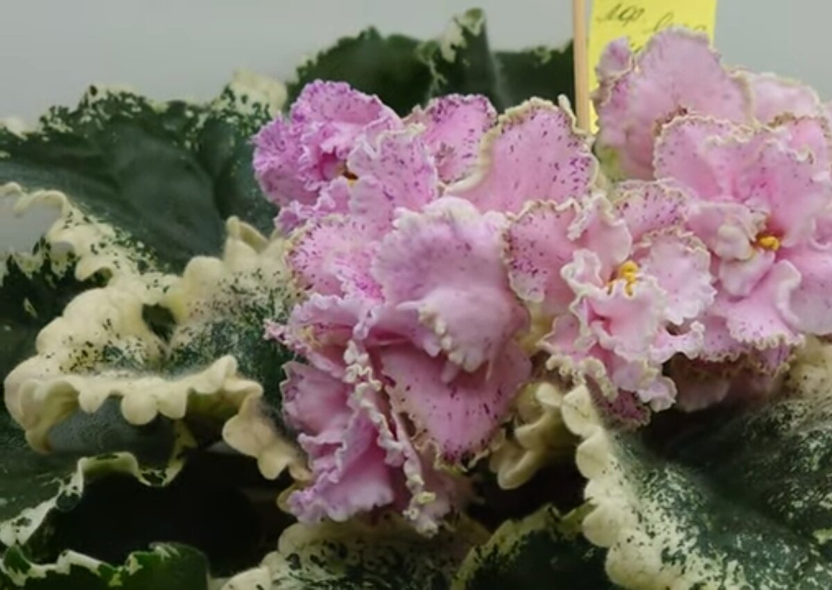 ЛФ-Моя Любовь