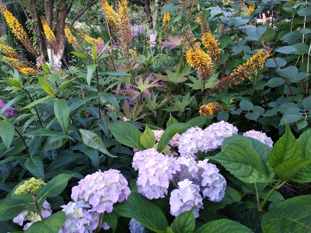 Гортензия крупнолистная Эндлесс Саммер (Бесконечное лето) Hydrangea macrophylla Endless Summer, на заднем плане бузульник