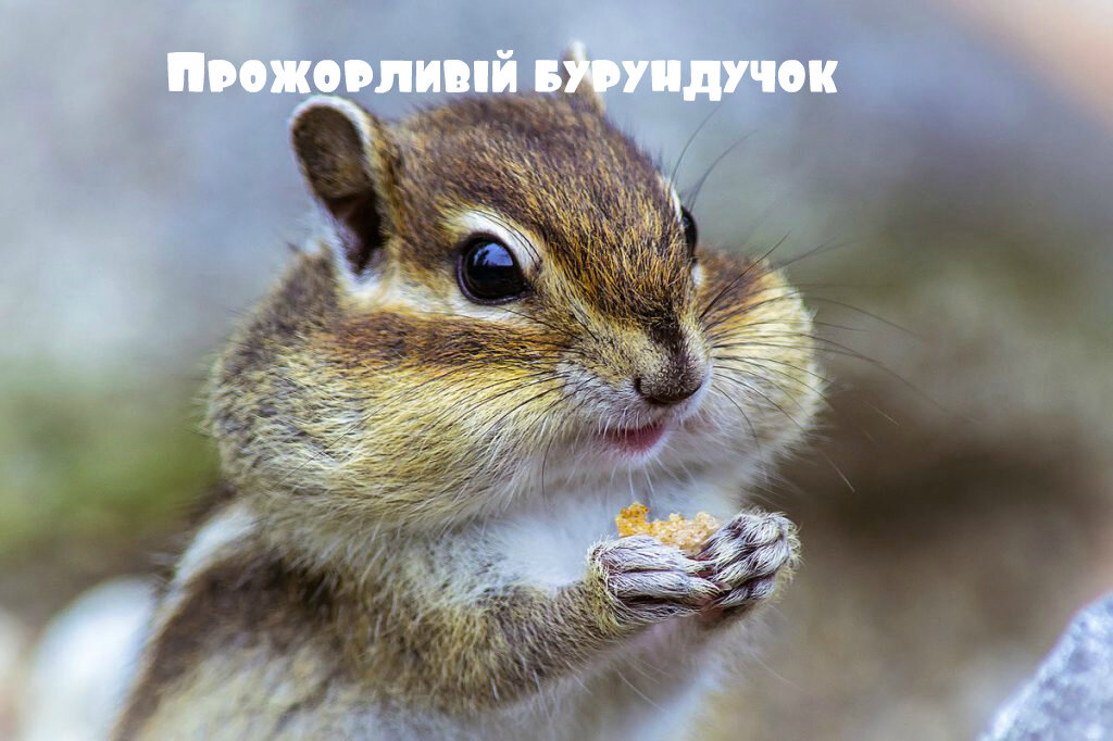 соцсети лесные