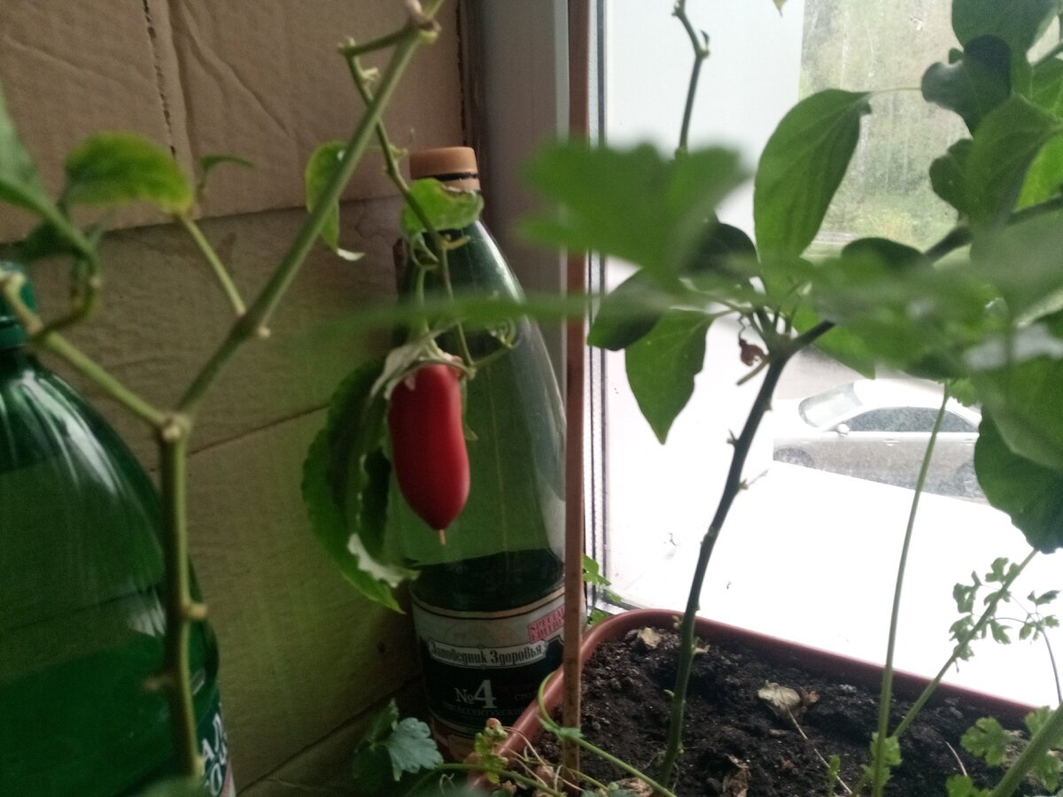 Мой огород на подоконнике