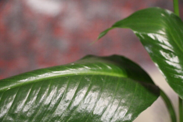 Если женщина красива снаружи – это также и большая работа с внутренними органами