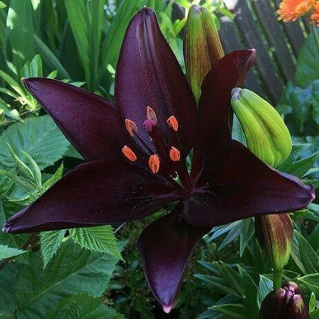 Лилия азиатская Dark Secret