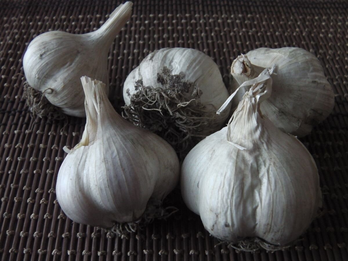 Чеснок. Фото автора