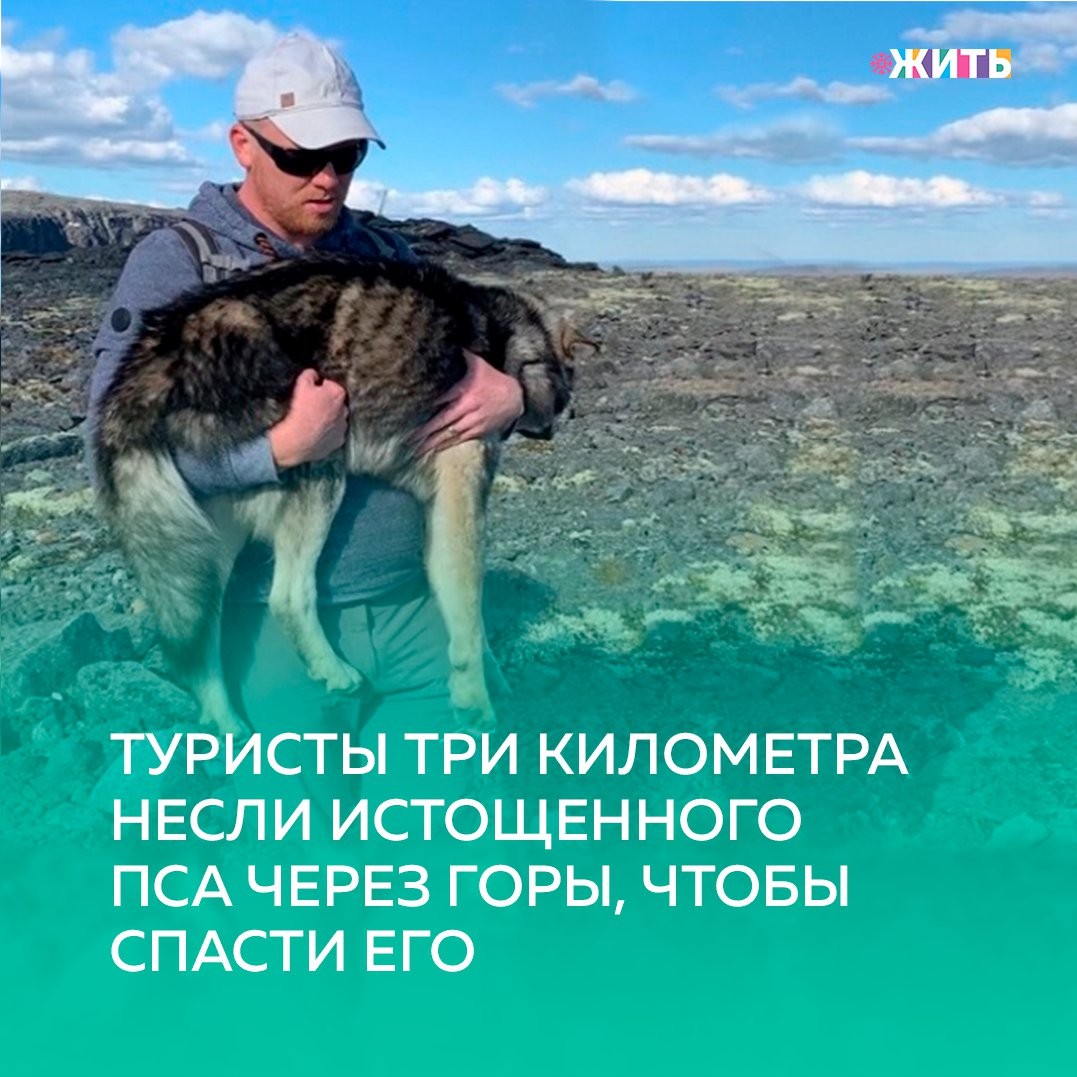 Рубрика "Добрости" ❤😁 
ТУРИСТЫ ТРИ КИЛОМЕТРА НЕСЛИ ИСТОЩЕННОГО ПСА ЧЕРЕЗ ГОРЫ, ЧТОБЫ СПАСТИ ЕГО

В Мурманской области туристы подобрали на перевале Геологов в Ловозерских тундрах истощённого и обессиленного пса. Чтобы спасти животное, его пришлось брать на руки и нести через горные вершины.

Как рассказала волонтёр Лидия Рябых, активисты переживали, что что-то случилось с хозяином пса. Они стали размещать объявление о найденном животном в разных группах зоозащитников в Мурманске.

Позже оказалось, что собака пришла неизвестно откуда. Поскольку в регионе много туристов из разных уголков России, хозяин может жить где угодно. Сейчас пёс живёт в приюте в Ревде Свердловской области, с ним всё хорошо.

Хозяева животного пока не нашлись.

#жить #проектжить #добрости
