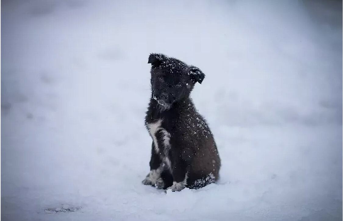 Фото из открытых источников