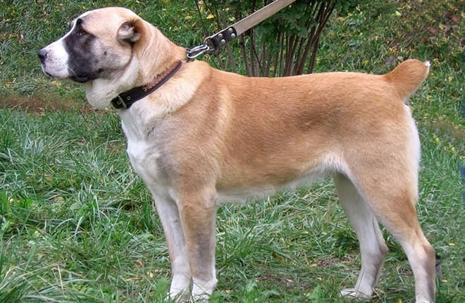 Алабай в полный рост 