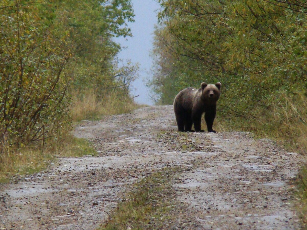 Медведь на дороге Фото Виктора Семенова