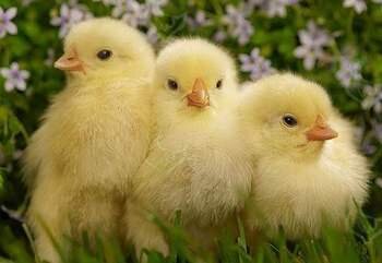 Содержание цыплят