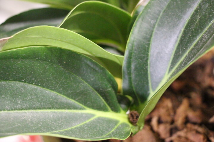 Создайте приятные и лёгкие ароматы в вашем доме и туда захочется вернуться