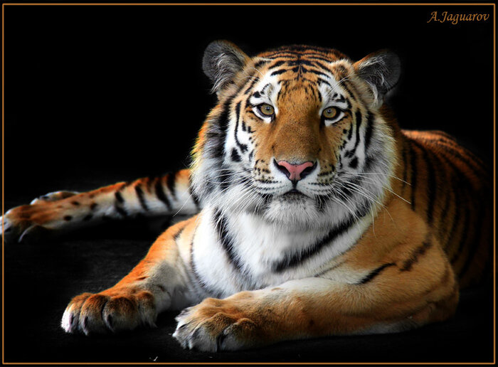 Тигр - характеристика по Восточному гороскопу