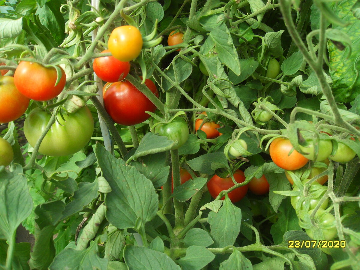 Интересный опыт выращивания томатов без химии
