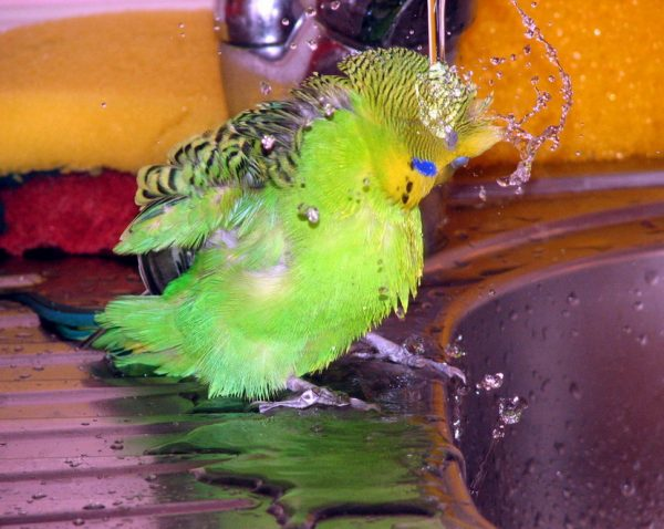 фото пользователя xvostus.com