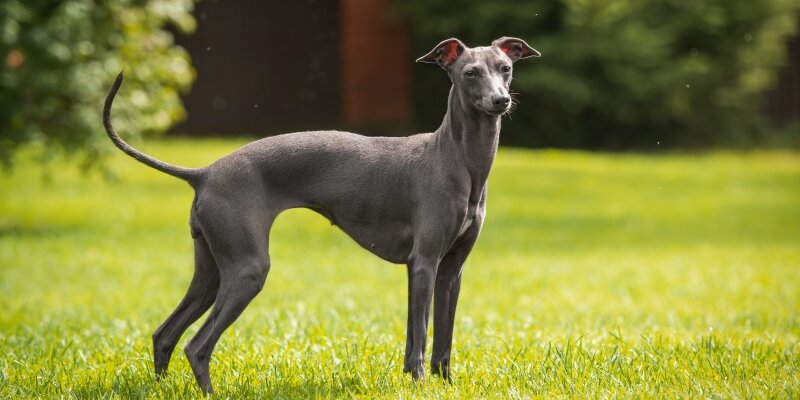 Гены грейхаундов подарили миру и спасли от вырождения множество пород, включая дирхаундов, уиппетов, ирландских волкодавов, гальго, мадьяр-агаров