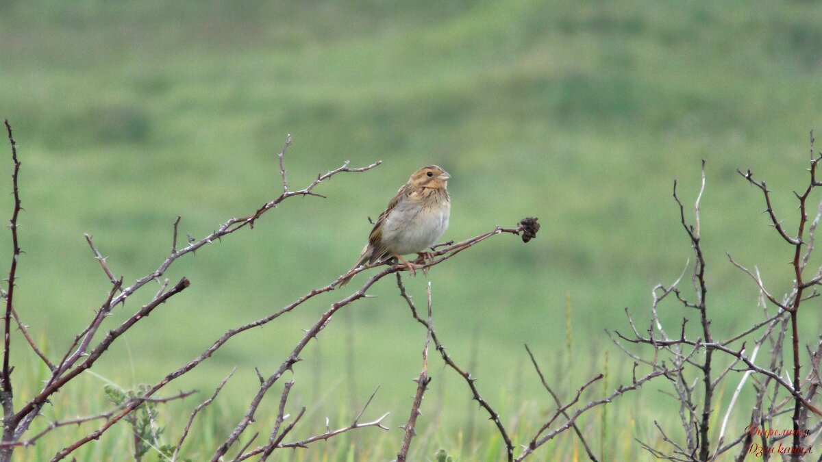 Овсянка, которую я так и не распознал