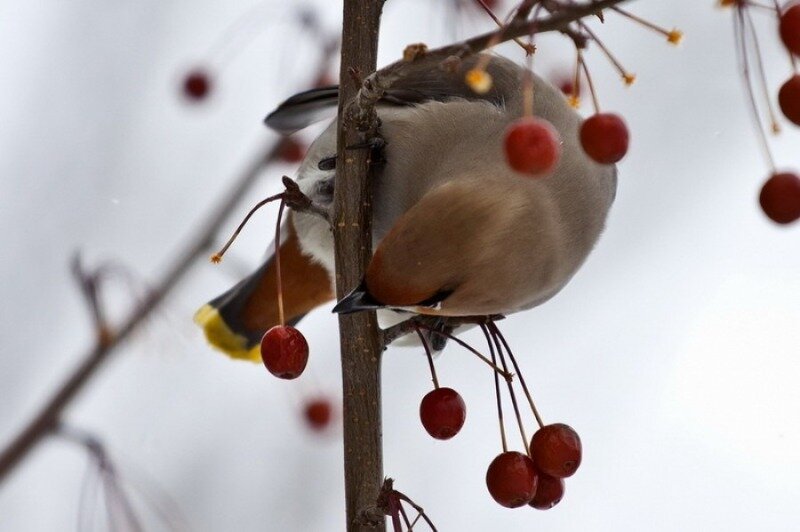 Источник фото - pixabay.com