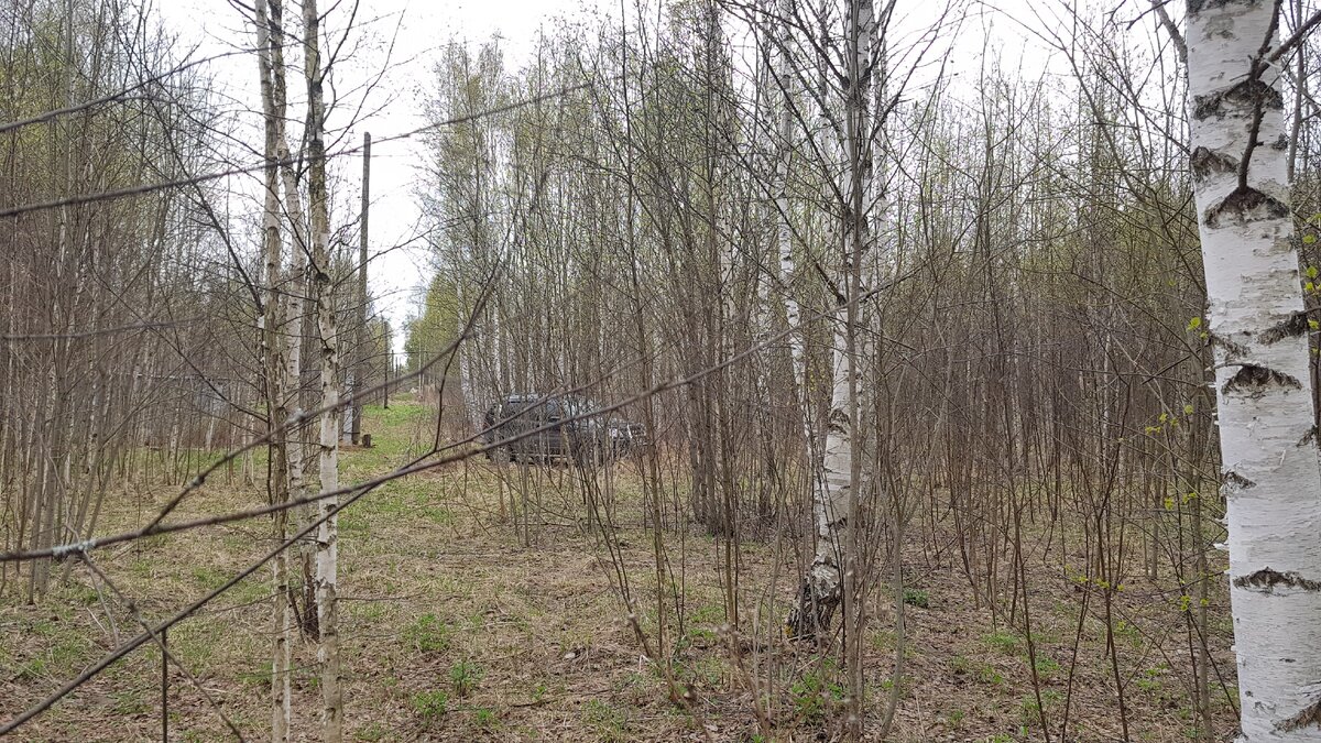 Я в одном из СНТ, где часть уже заброшена и зарастает.