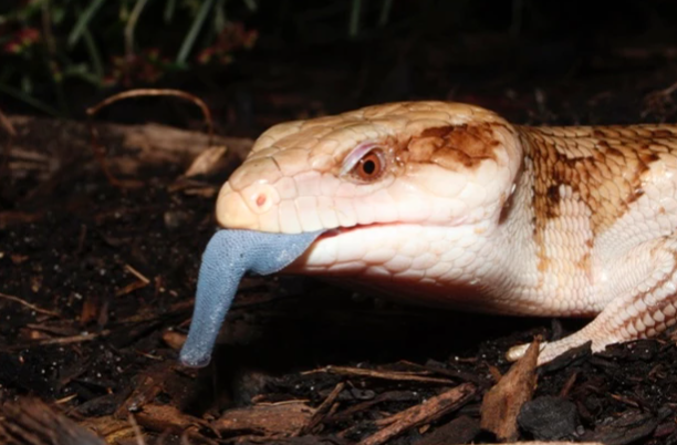 Ящерица Сцинк