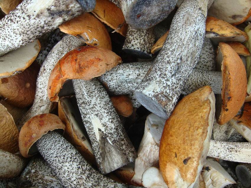 Иллюстрация: pixabay