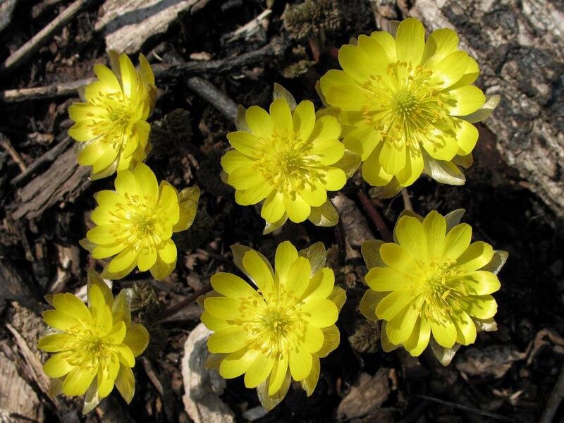 Адонис Амурский Adonis amurensis