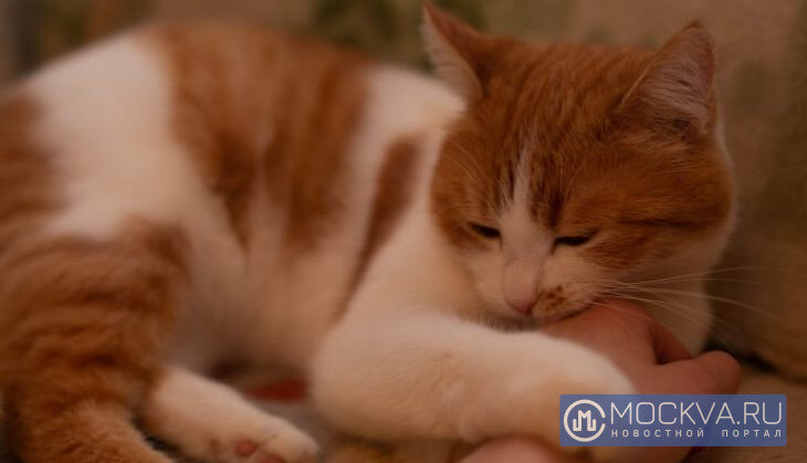  Кошка. Фото: «Москва.ру»/Мария Добрыгина