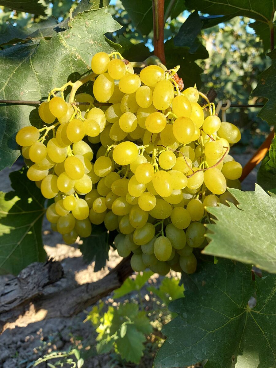 Гроздь Столетия