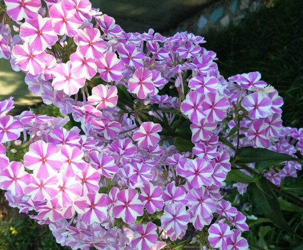 Флокс Phlox Katja