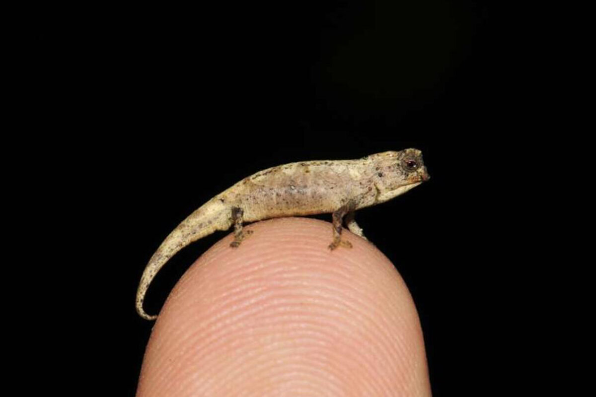 Самец Brookesia nana садится на указательный палец.  Автор: Фрэнк Глоу