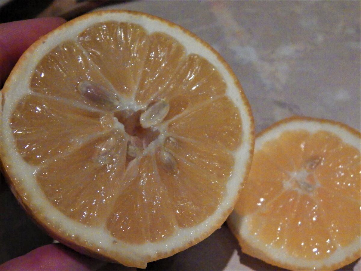 Гибрид лимона как называется