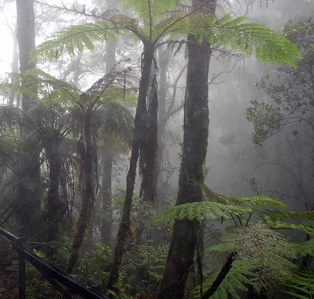 Горный экваториальный лес, он же туманный лес