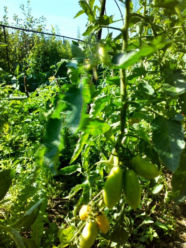 Куст Пальмиры