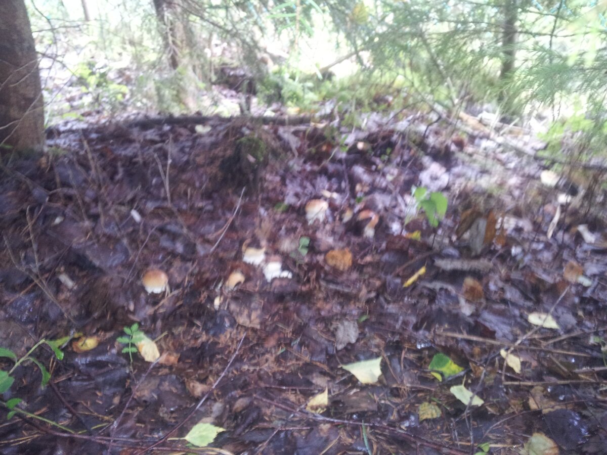 Как на нашем участке появились белые грибы
